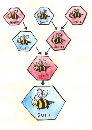 Fire generasjoner honningbier. (Illustrasjon: Birte Lohne Løvdal)